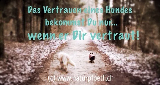Natur Pfötli - Zwei Hunde auf einem Waldweg