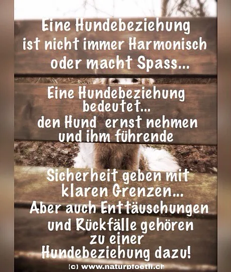 Natur Pfötli - Hund an einem Holzzaun