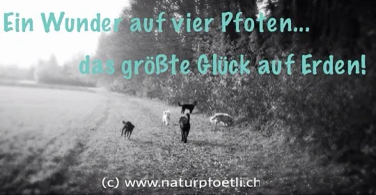 Natur Pfötli - Hund mit Hundetrainer im Wald