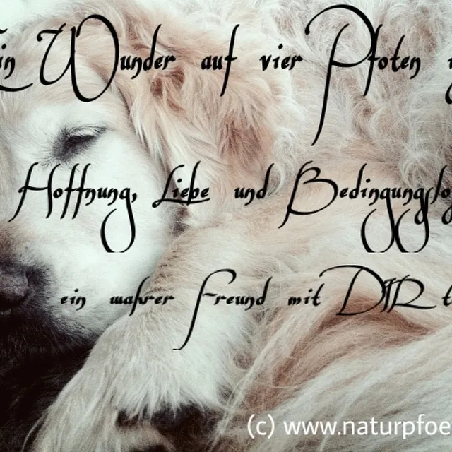 Natur Pfötli - Ein schlafender Hund