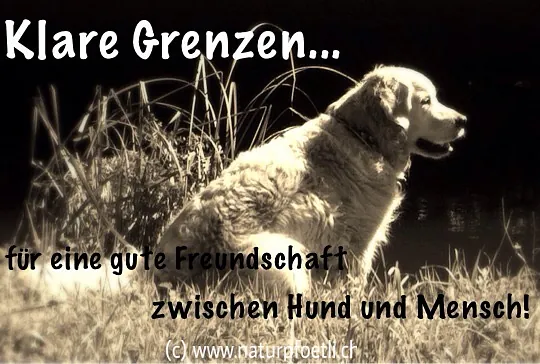 Natur Pfötli - Hund in der Natur